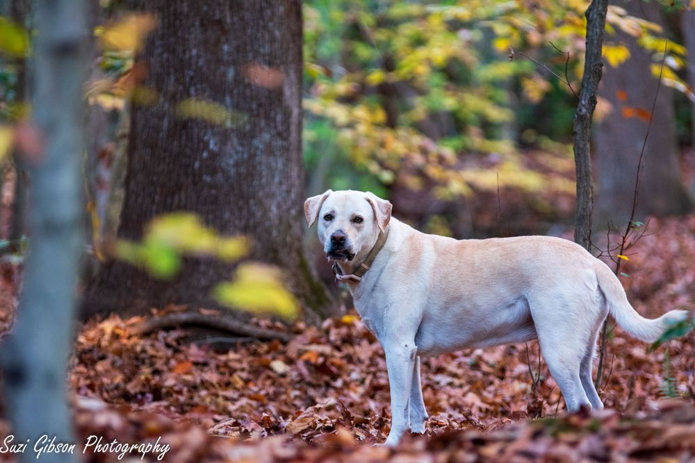 Dog in woods game action photo coverage maryland dmv suzi gibson photography