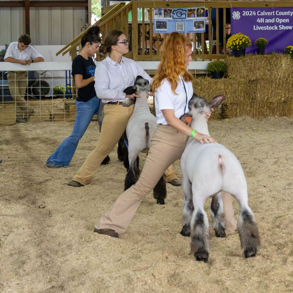 4H Sheep Show game action photo coverage maryland dmv suzi gibson photography