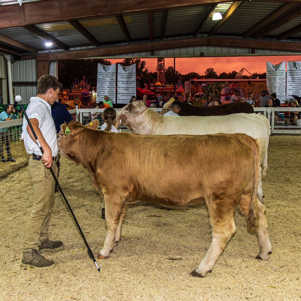 4H Cattle Show game action photo coverage maryland dmv suzi gibson photography