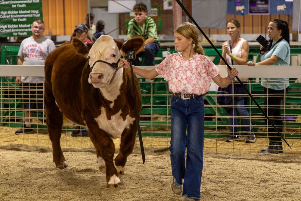 4H Cattle Show game action photo coverage maryland dmv suzi gibson photography