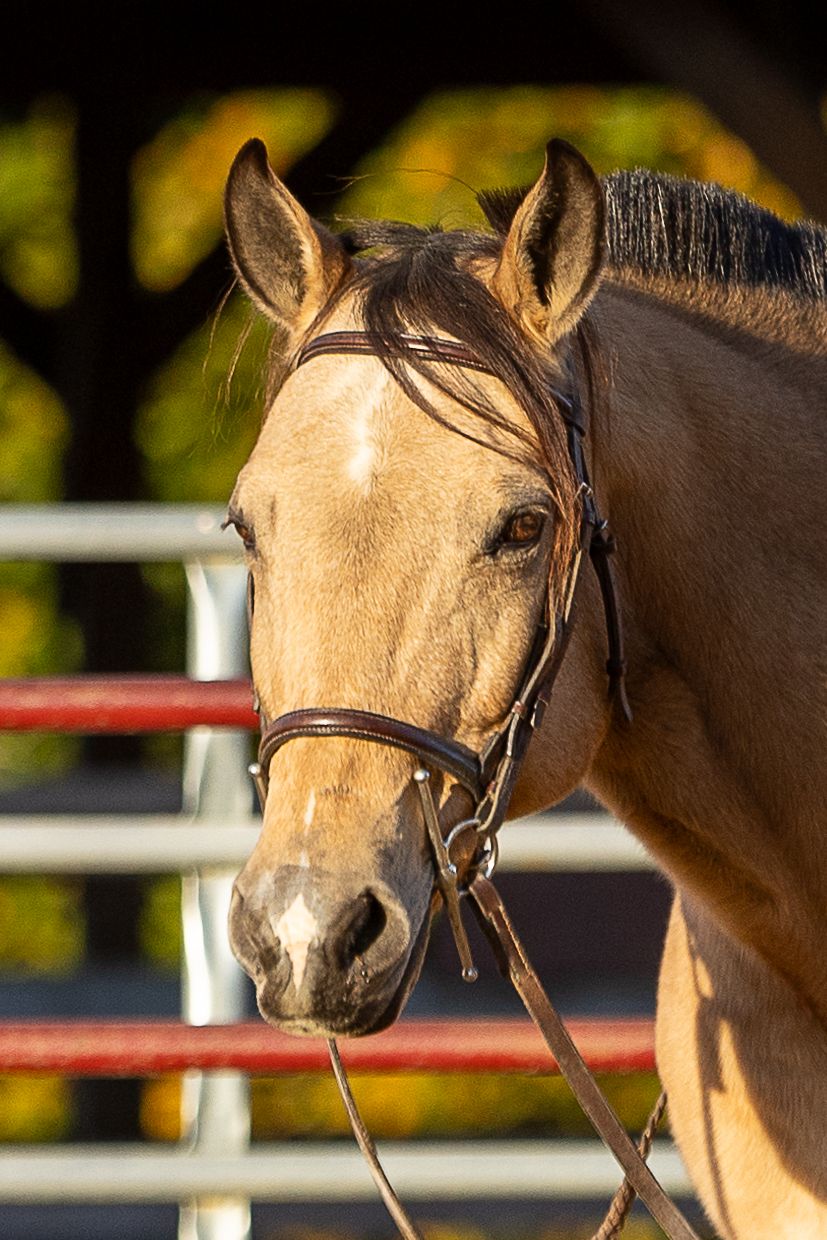 Horse head with bridle game action photo coverage maryland dmv suzi gibson photography