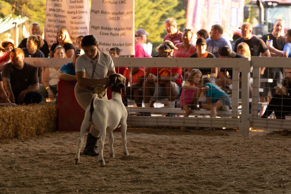 4H Goat Show game action photo coverage maryland dmv suzi gibson photography
