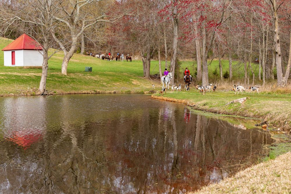 horses and hounds walking around pond game action photo coverage maryland dmv suzi gibson photography