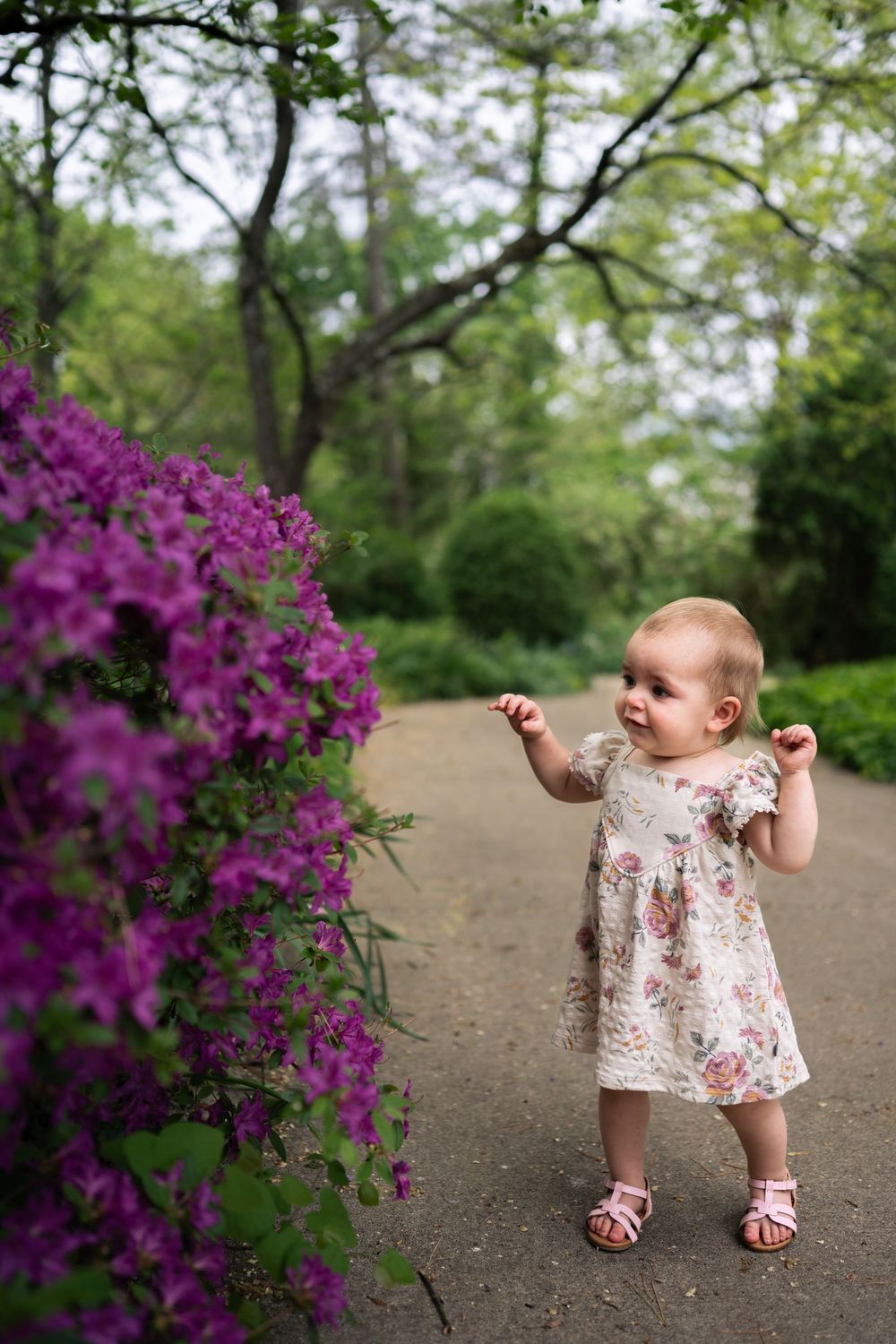 Toddler girl in floral dress admiring purple rhododendron blooms on a garden path surrounded by lush green trees.