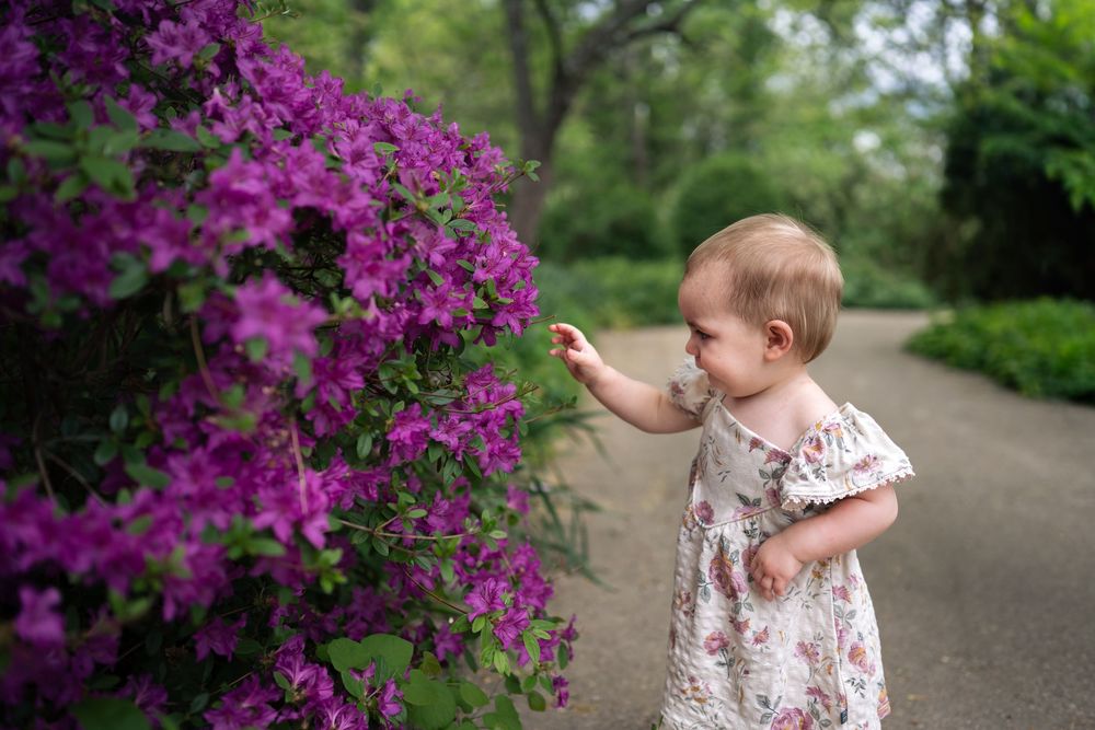 Toddler in floral dress reaching to touch purple azalea blooms in a lush garden path setting.