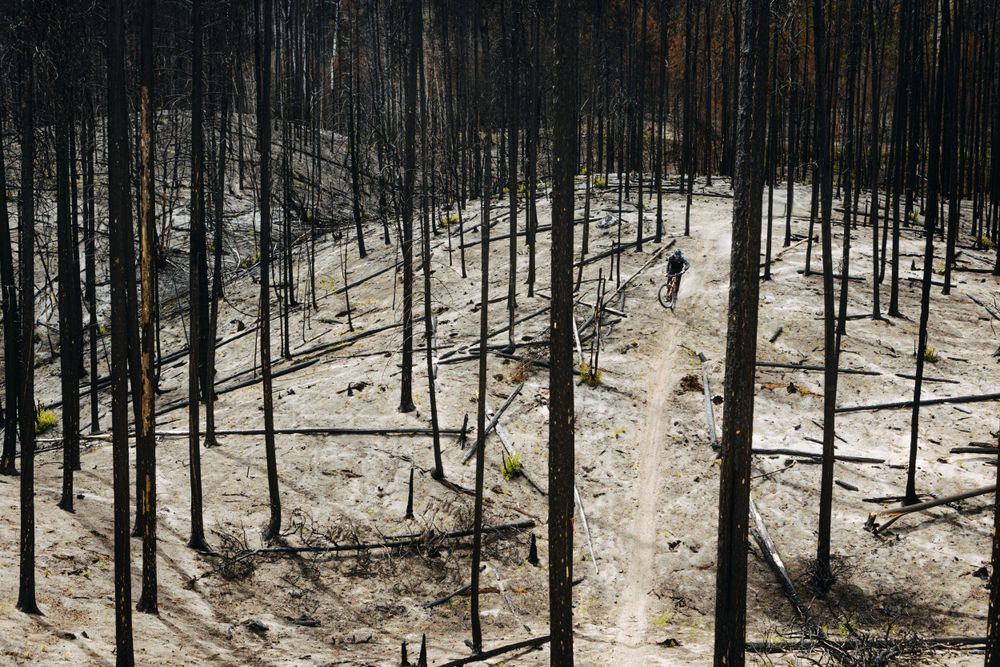 Barren winter forest landscape with burnt trees and snow covered ground.