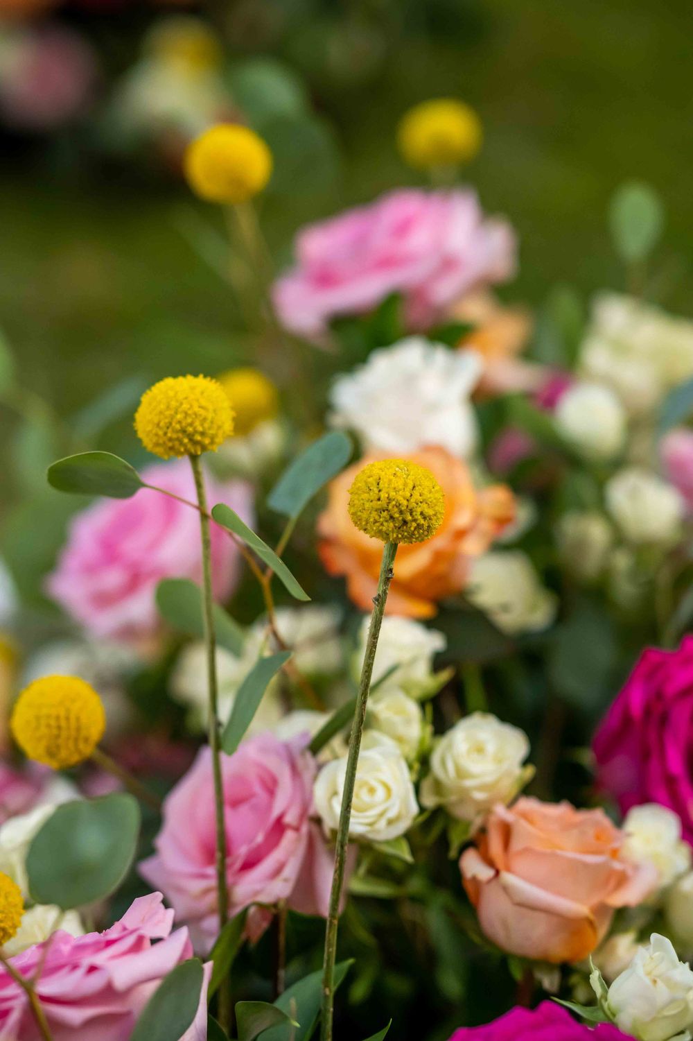 Close-up of yellow craspedia flowers amid pink and orange roses in a garden setting.