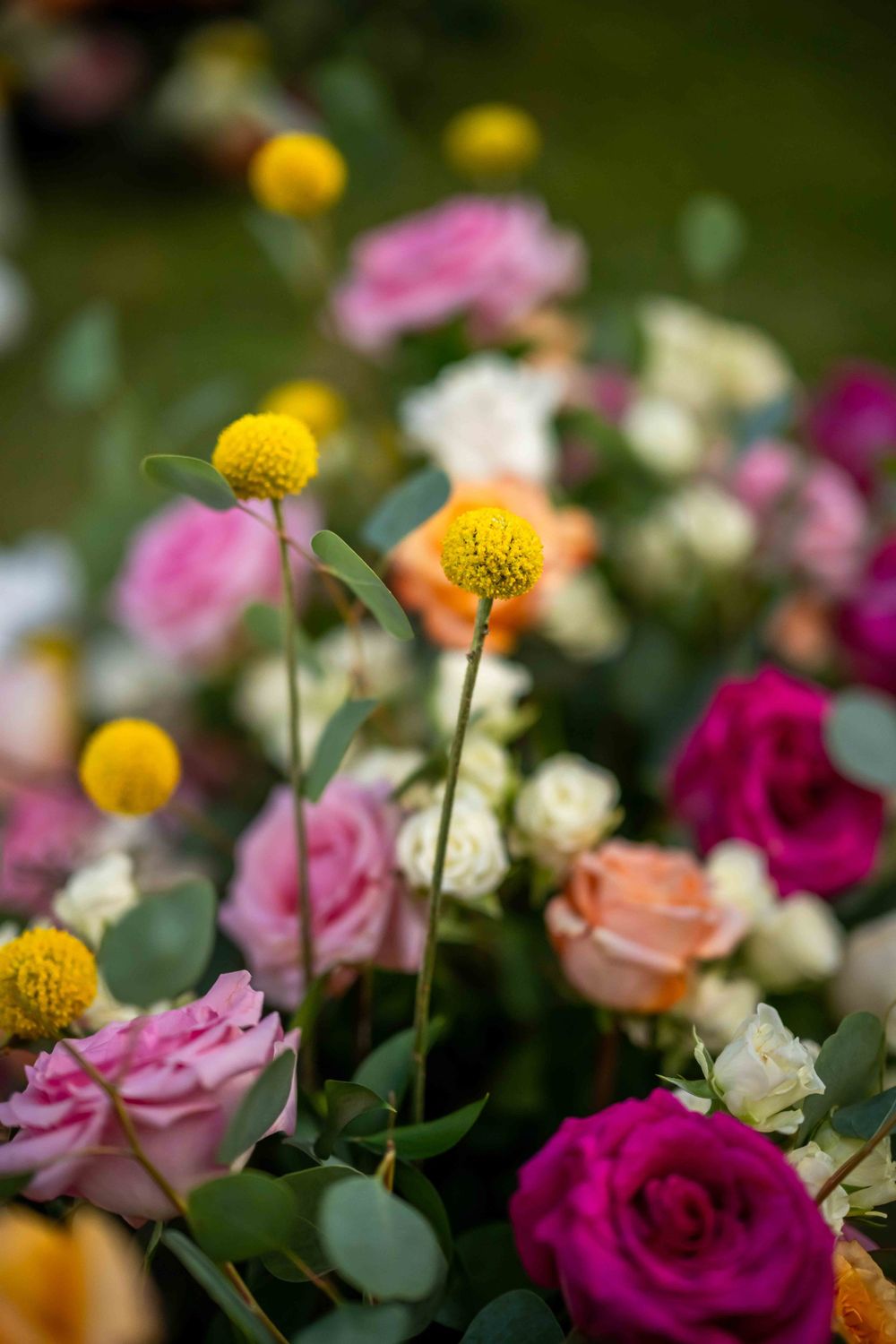 Detailed view of yellow craspedia and multicolored roses in a lush floral arrangement.