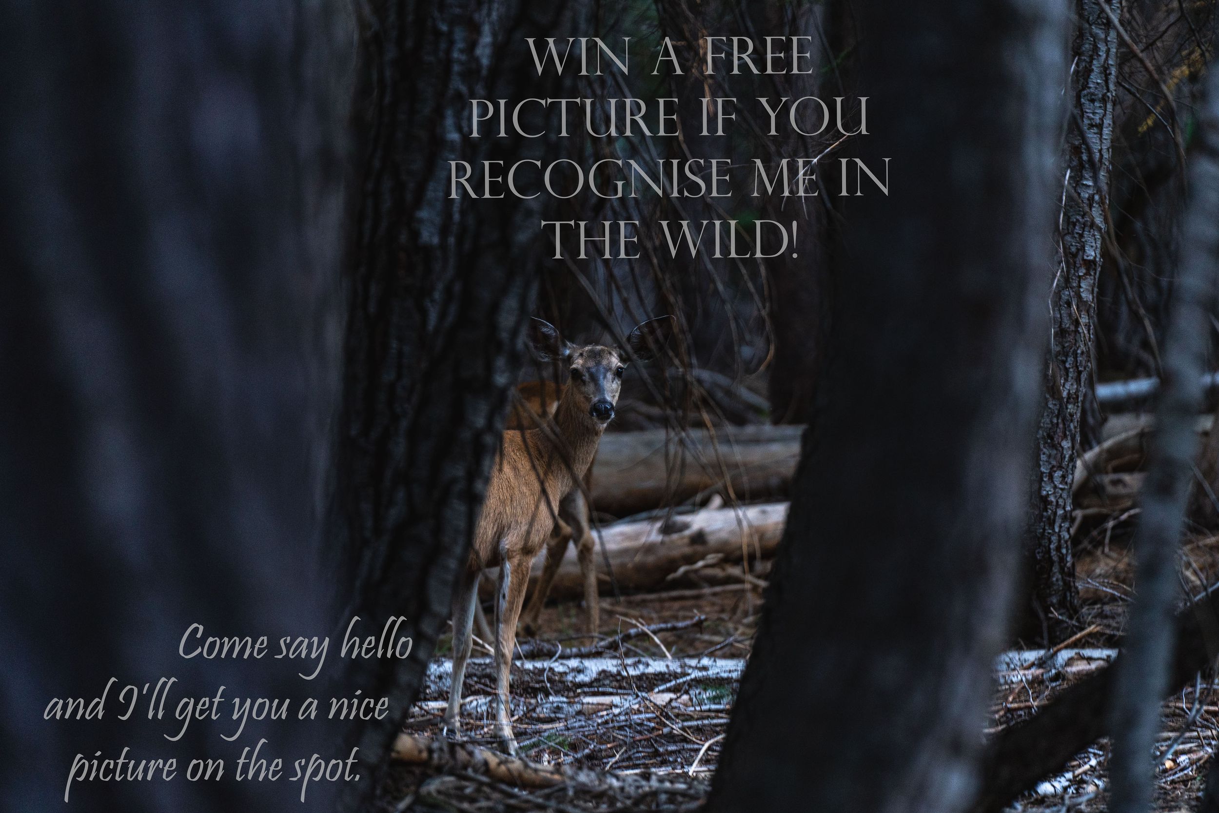 A deer stands in a snowy forest with overlaid text about winning a free picture in the wild. In Felton, CA.