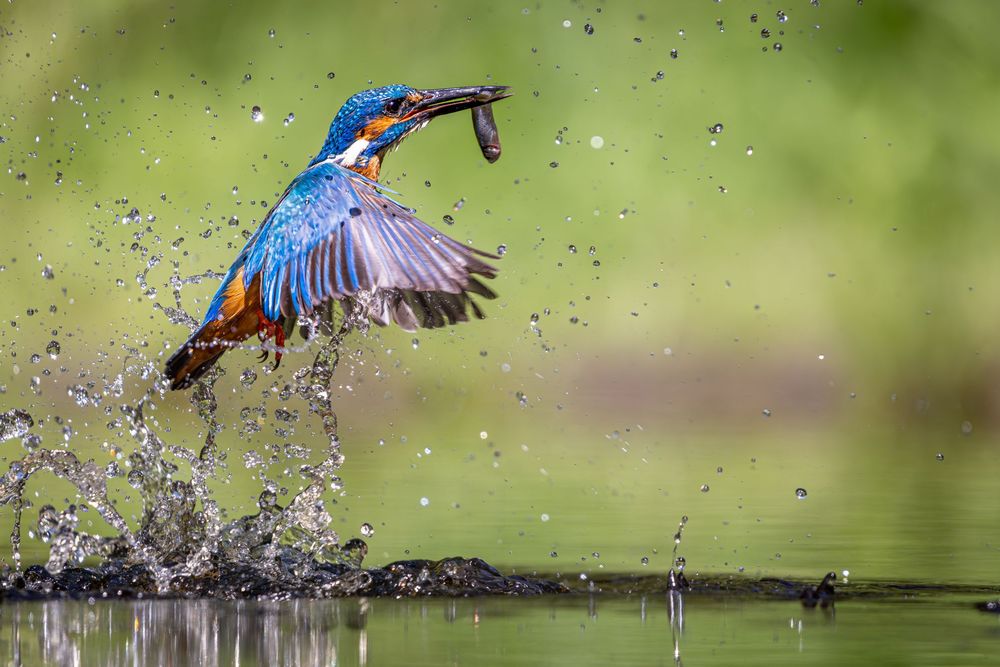 A kingfisher bursts from the water with a fish in its beak, creating a dramatic splash against a blurred green background.