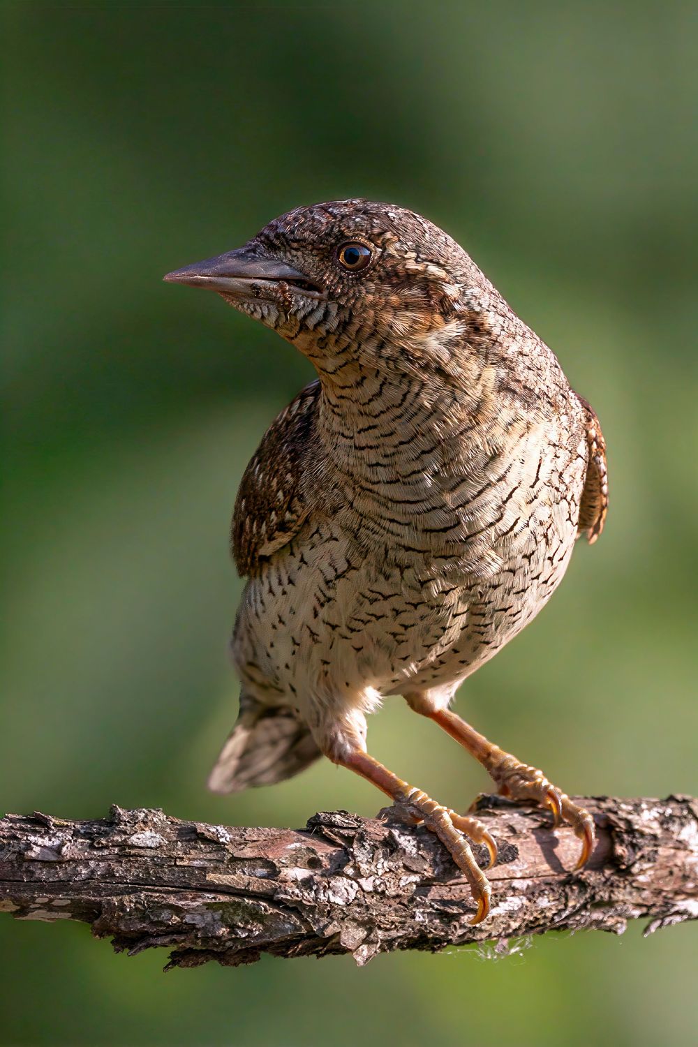 A Eurasian wryneck bird with intricate brown and cream plumage perches on a weathered branch against a soft green background.