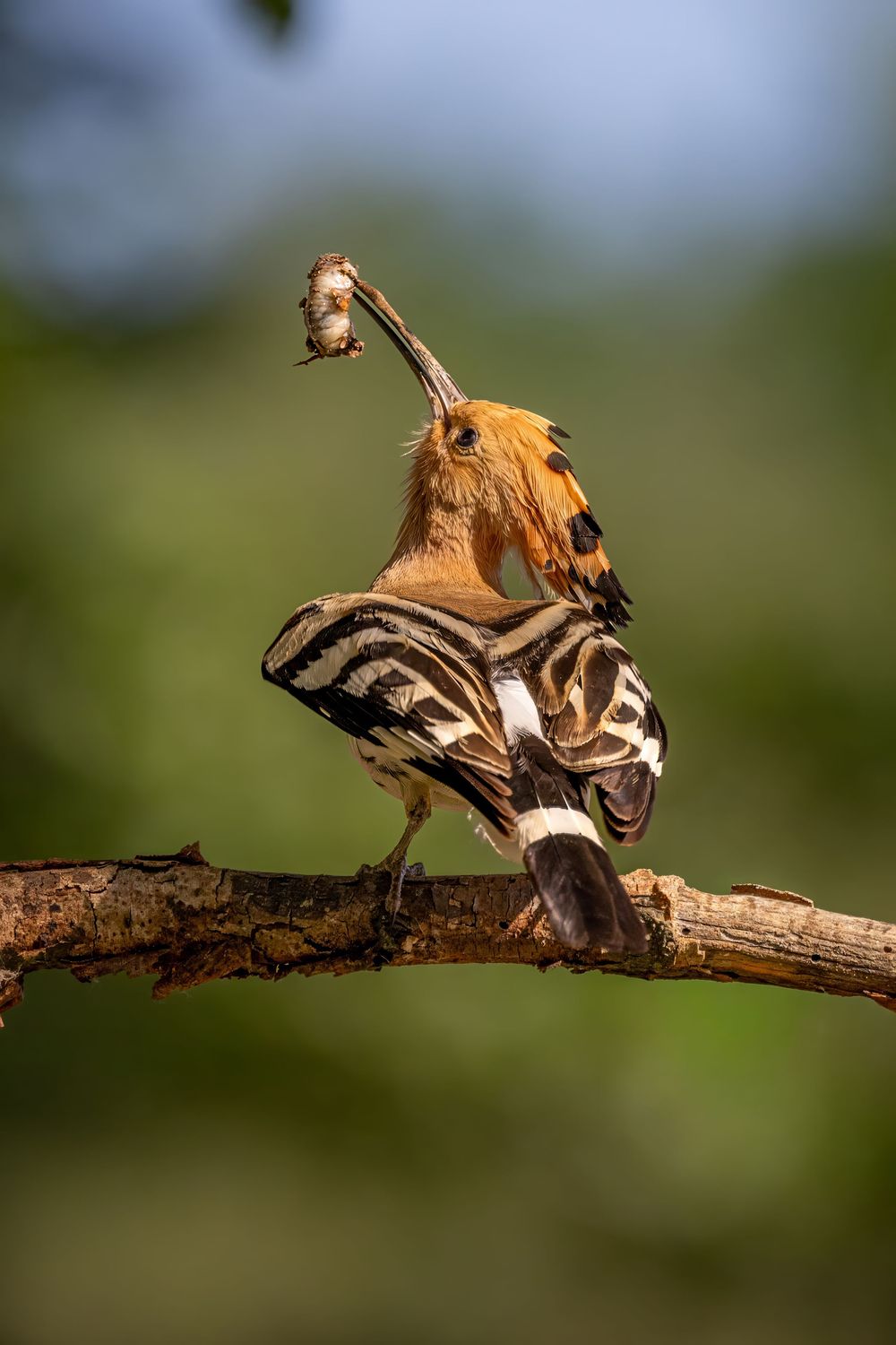 A hoopoe bird perched on a branch, displaying its striped plumage and crest while holding an insect in its beak.