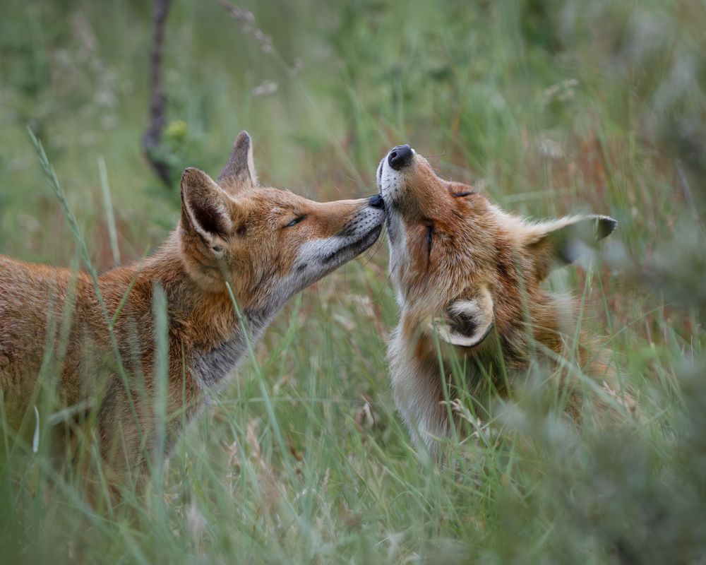 A red fox with alert ears stands in tall grass looking upward in a panoramic wildlife photo sequence.