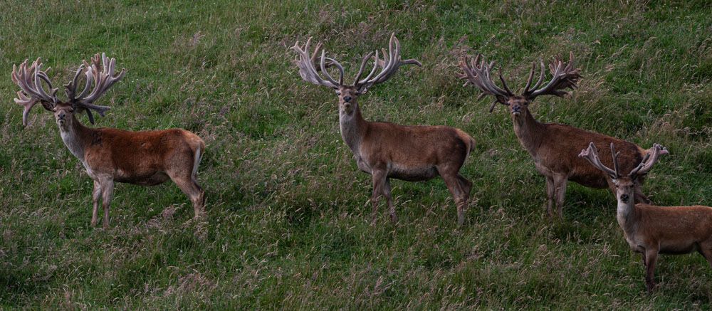 New Zealand Red Stags in grassy meadow; image by mark swanson photography