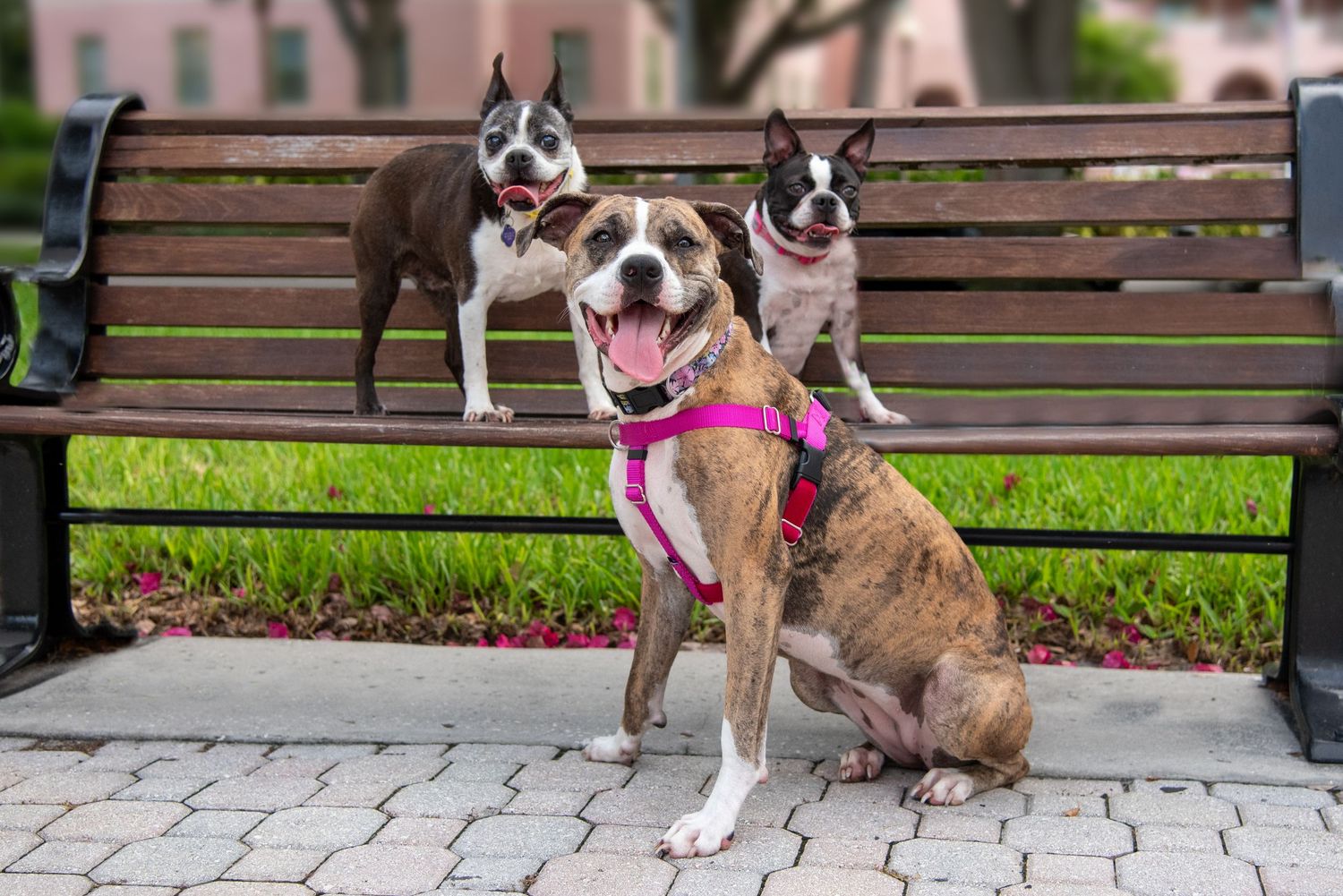 Three dogs sitting together on a park bench in St. Petersburg, Florida during a Blue Merle Photography session