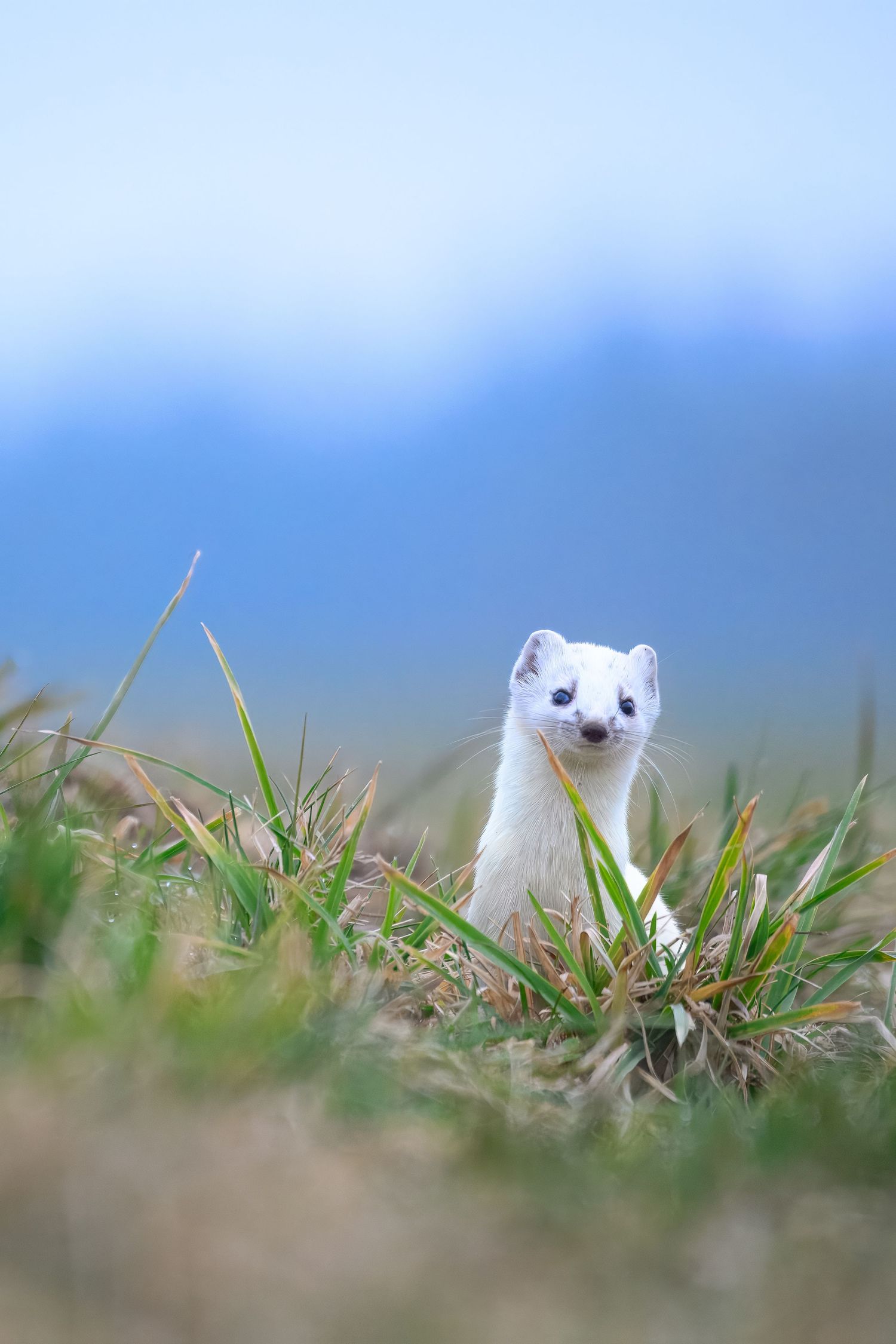 A small white stoat or ermine peeks out from green grass against a blurred blue background.