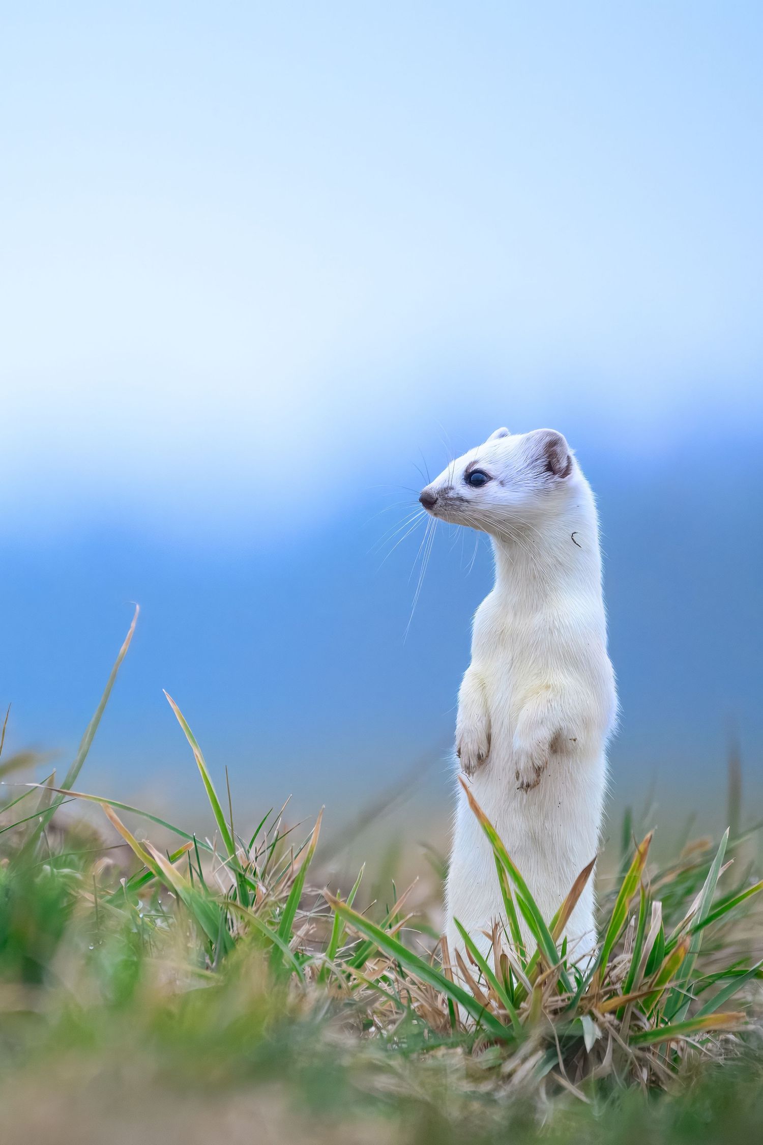 Three close-up views of a white ermine stoat in its winter coat peeking through grass against a blue background.