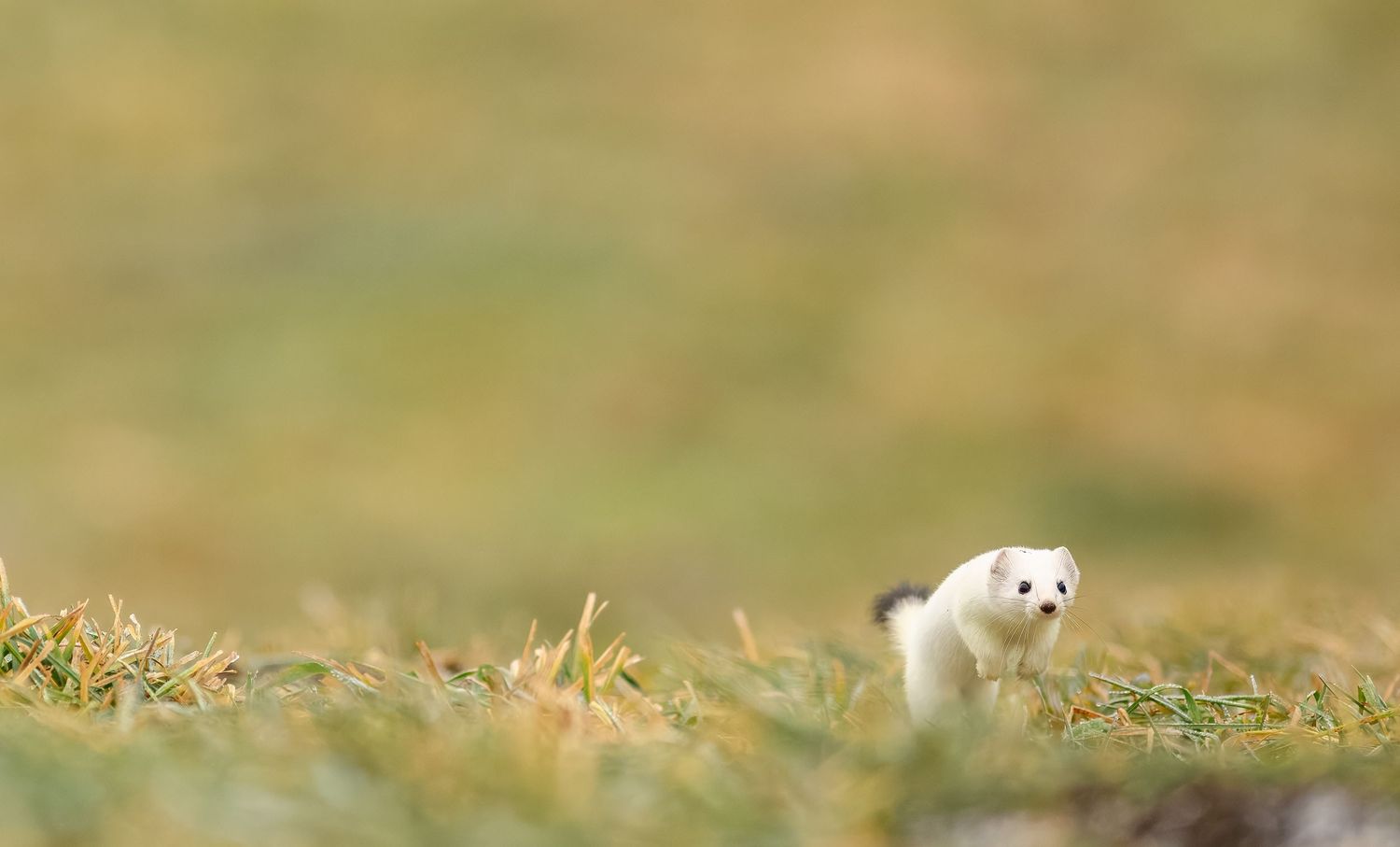 A small white ferret pokes its head through green grass and vegetation in an outdoor setting.