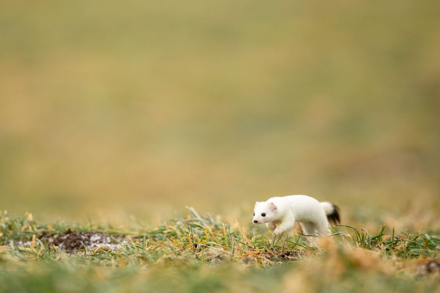 A tiny white kitten explores a grassy field with a soft blurred background in warm golden tones.