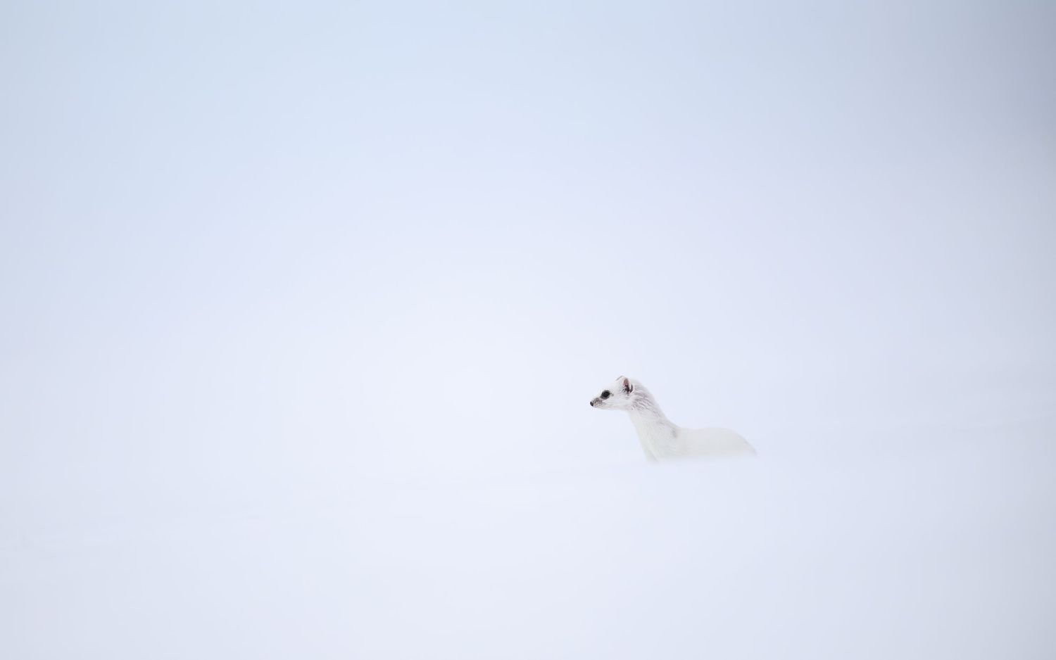 A white seagull soars gracefully against a pale cloudy sky with its wings spread wide.