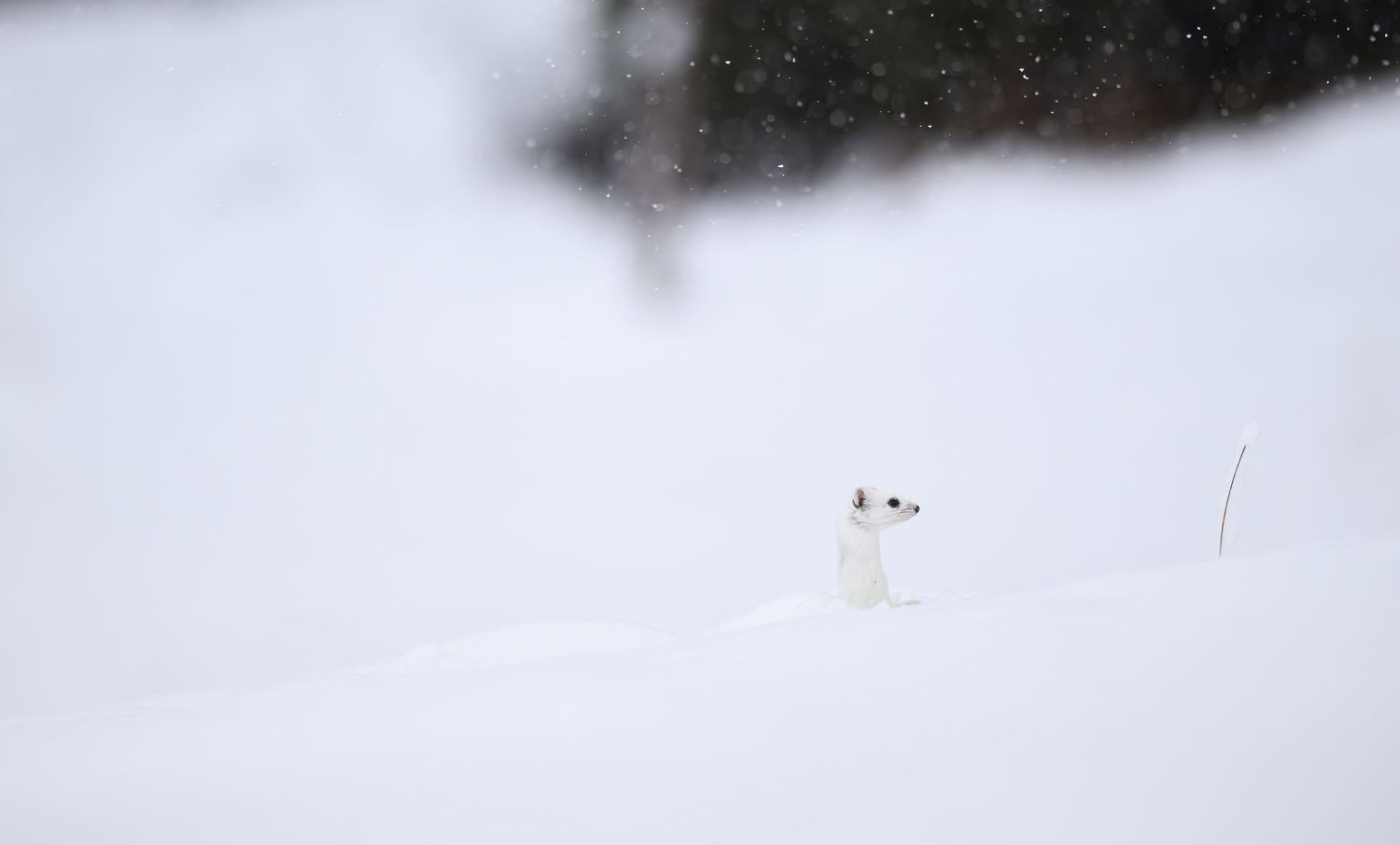 A small white ermine weasel stands alert in deep winter snow, blending into its snowy surroundings.