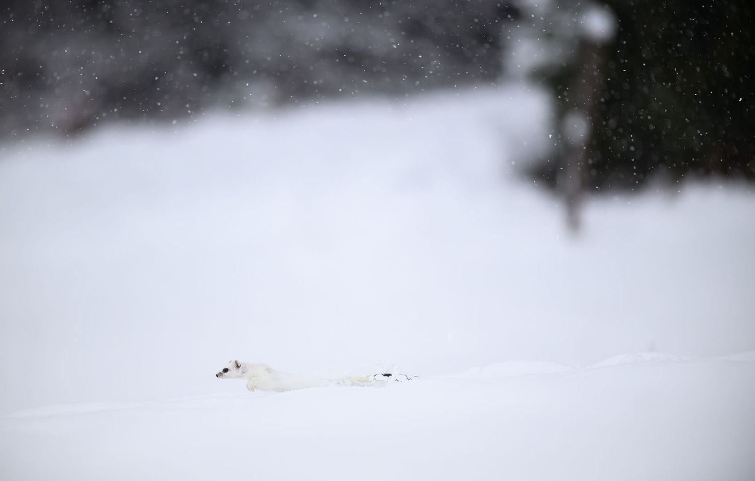 A snowy winter landscape with a small white ermine weasel camouflaged against the pristine snow.