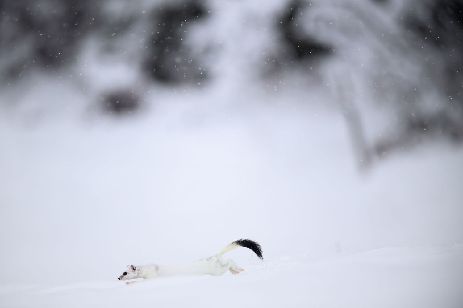 A small white hamster sits perched on a snowy surface during winter.