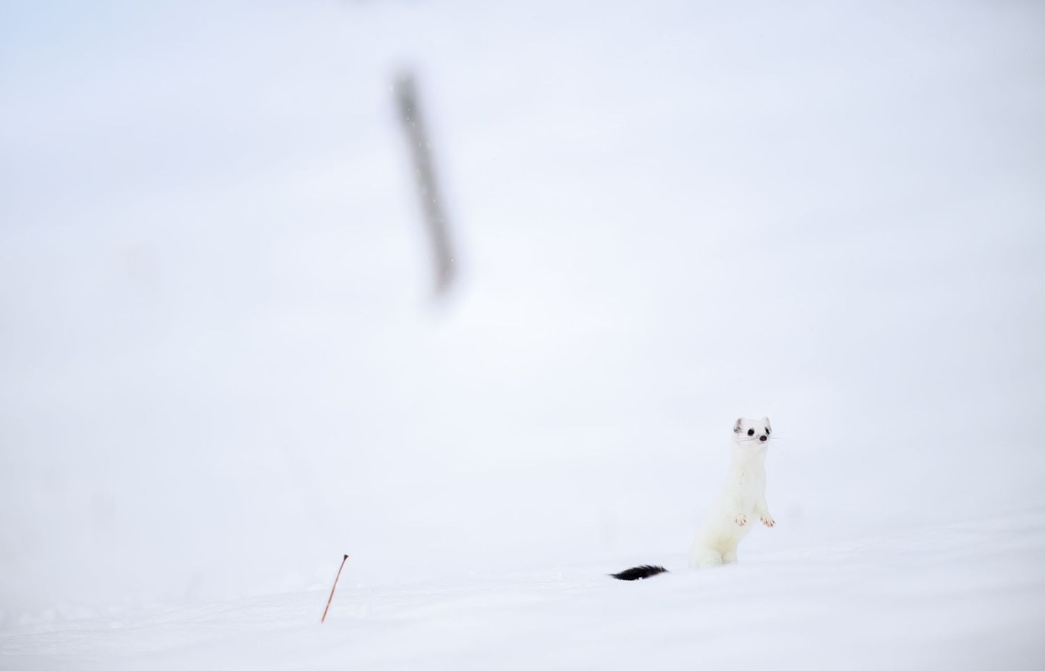 A small white dog runs through deep snow, creating a trail of footprints in the winter landscape.
