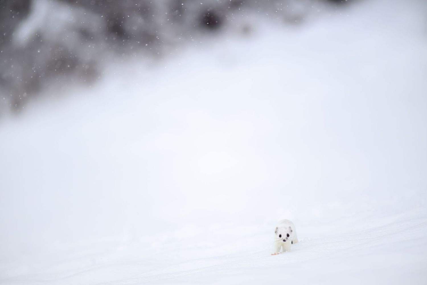 A small white stoat in its winter coat blends into the snowy landscape.
