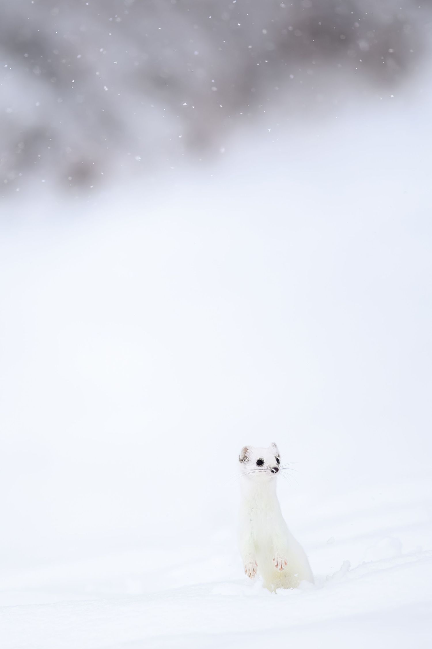 A white ermine or stoat peeks out from deep snow in a minimalist winter landscape.