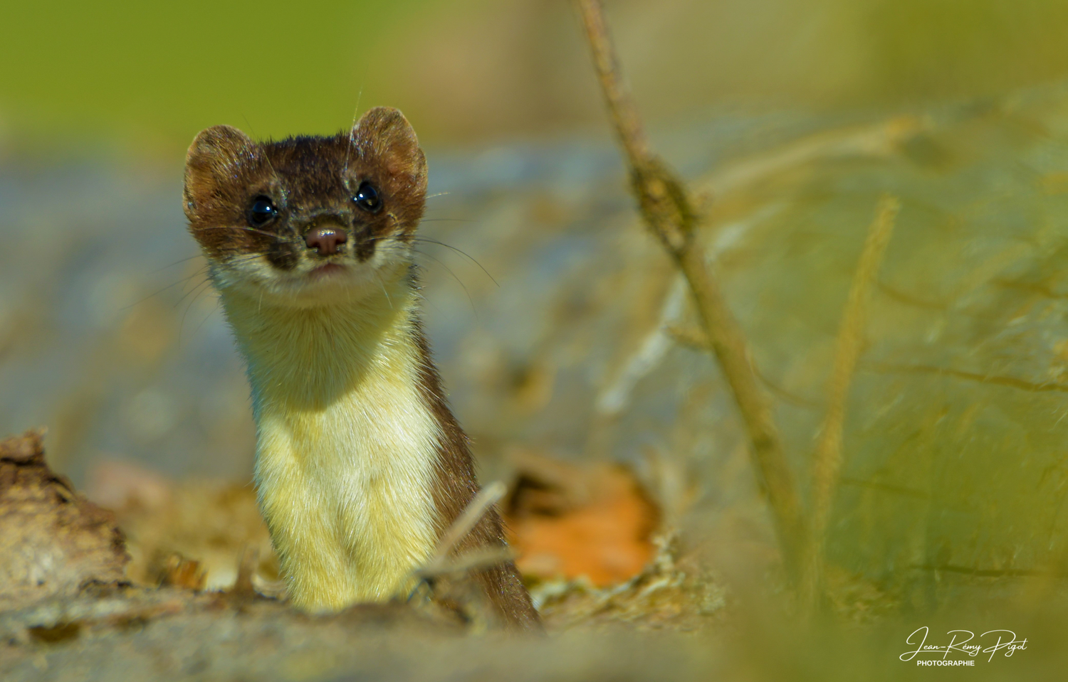 A close-up sequence showing a mouse emerging from a hole in the ground and looking around cautiously.