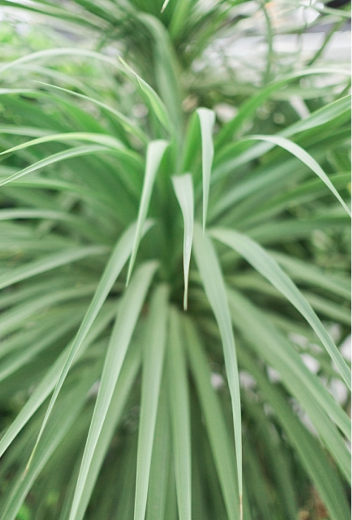 Plants at the McHenry Mansion captured by Chelsee Rawe Photography