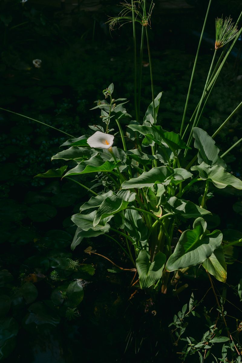Lush green foliage and white flowers create a natural canopy against a dark background.