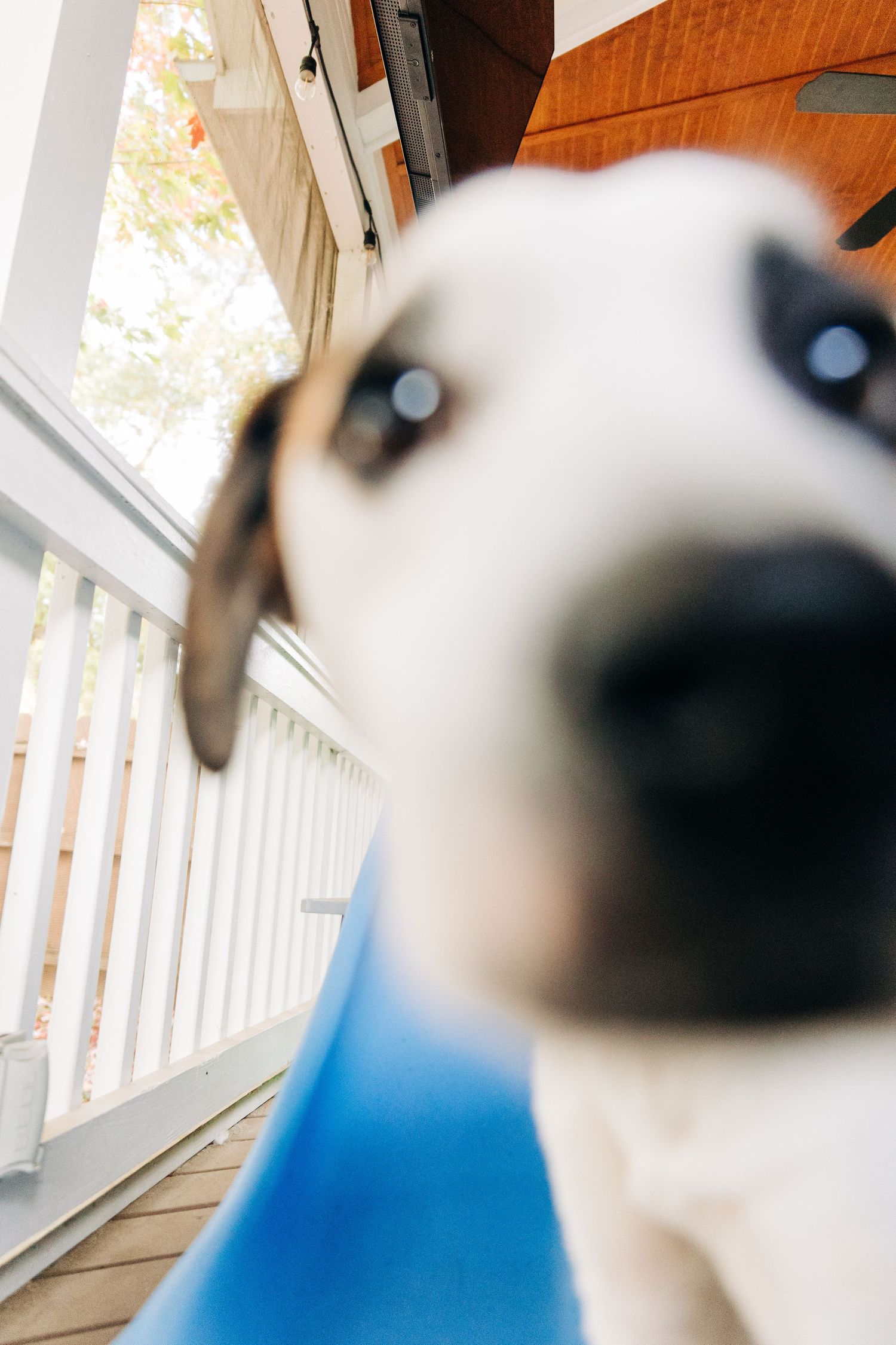 A blurred image showing a white and black dog against a white porch railing background.