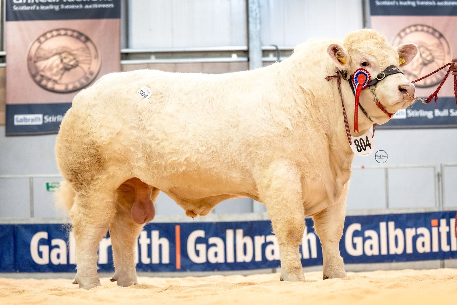 White Charolais cattle stand in line at a livestock show with Galbraith banners displayed in the background.