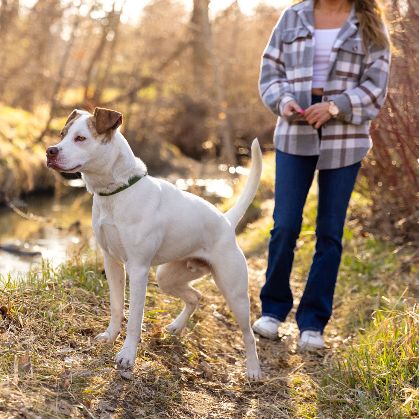 White Jack Russell Terrier dog standing attentively in golden autumn sunlight with fallen leaves on ground.