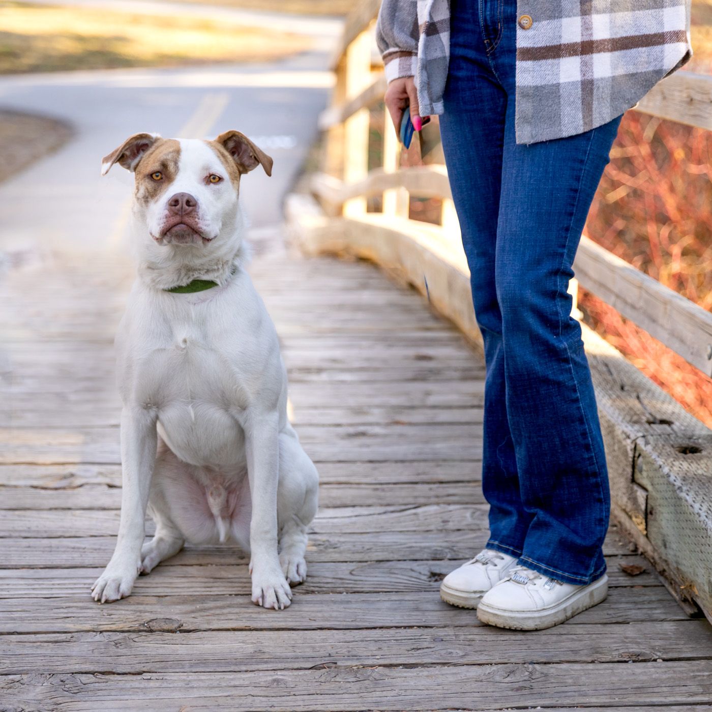 White and brown puppy sitting on wooden deck next to person wearing blue jeans and white sneakers.