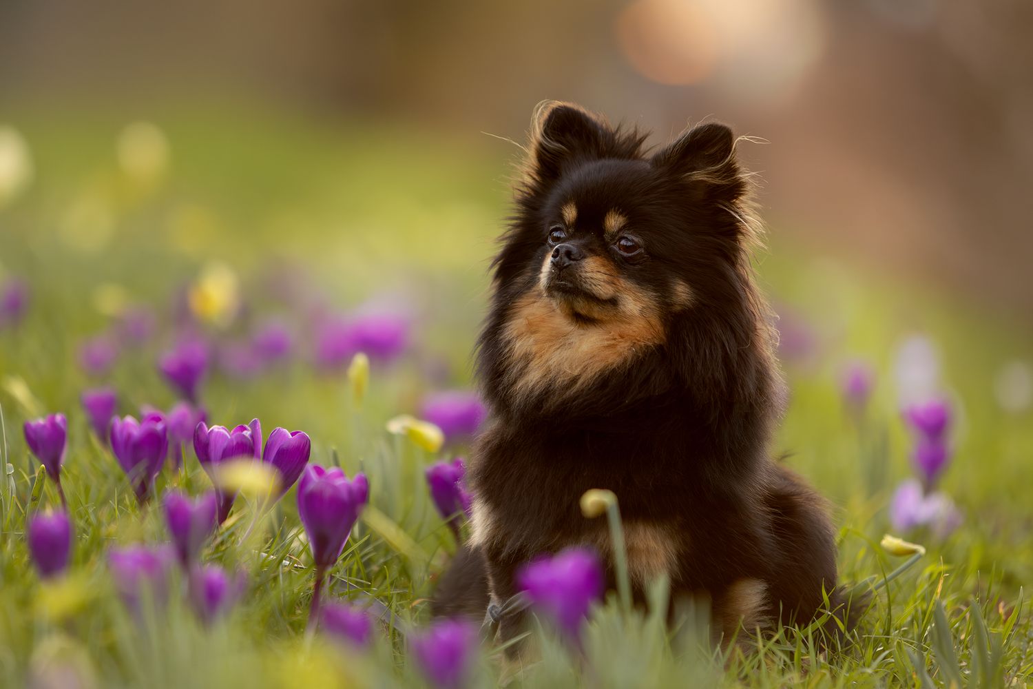 Hondenfotografie, dierenliefde, natuur, heide, bos, urbanfotografie