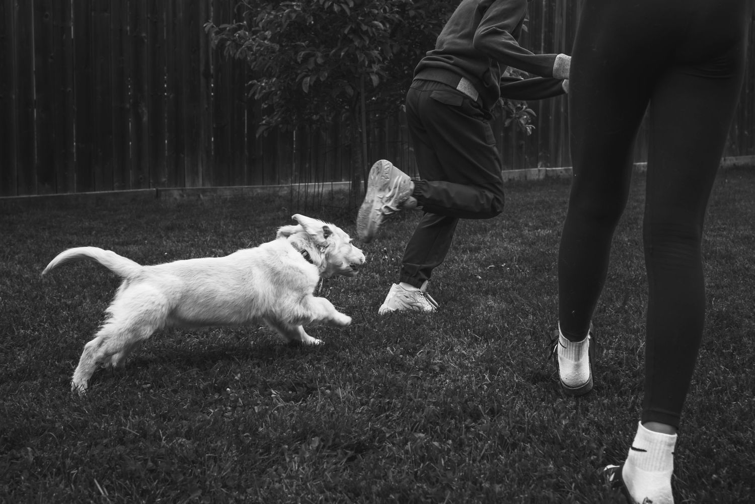 A puppy dog runs with their owner's legs in a grassy outdoor setting.