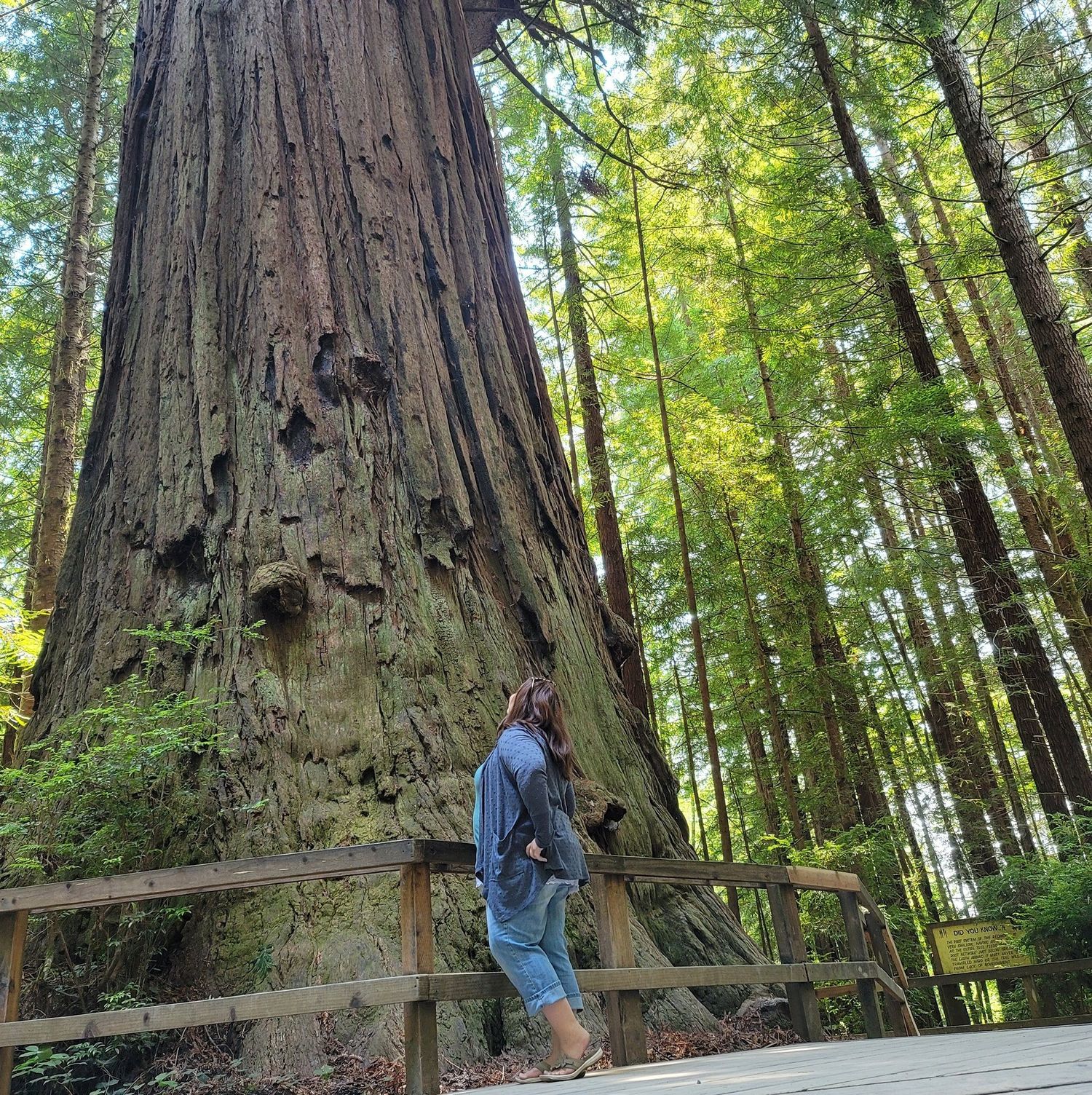 People exploring among massive redwood trees in a sunlit forest.