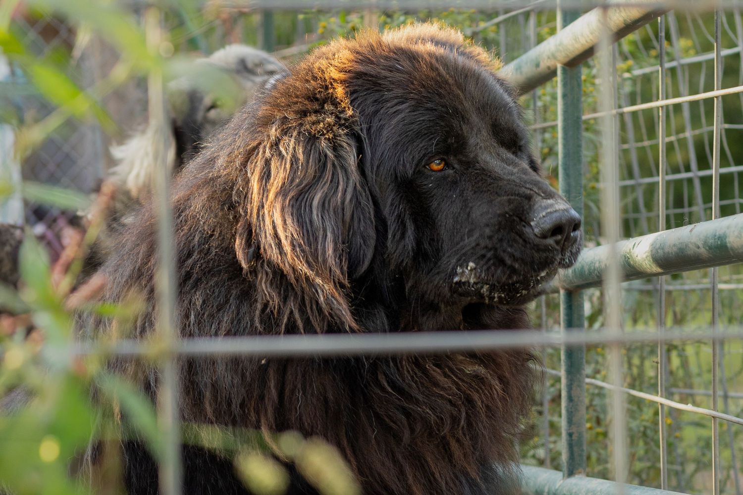 A large fluffy black Newfoundland dog stands behind a metal gate fence surrounded by green foliage.