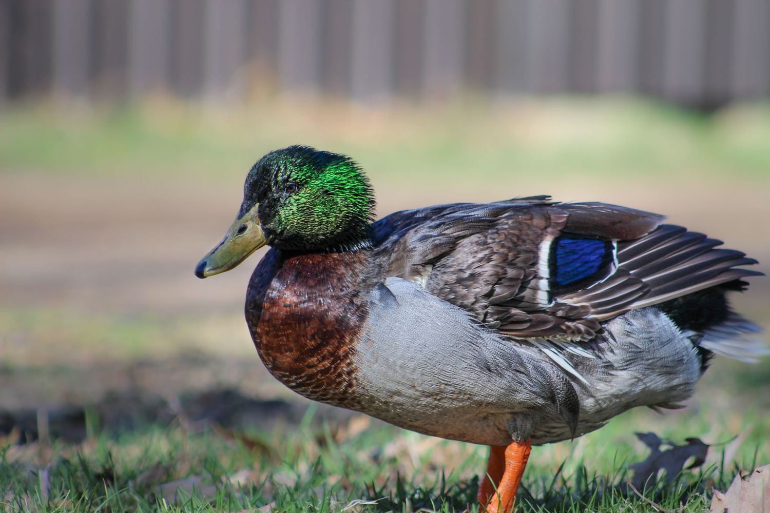 A male mallard duck with iridescent green head stands on grass in soft light.