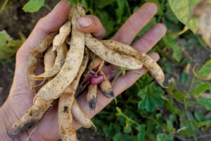 Close-up of dried bean pods held in an outstretched hand against green foliage.