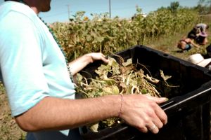 Hands reaching into black container while harvesting crops in a sunny field.