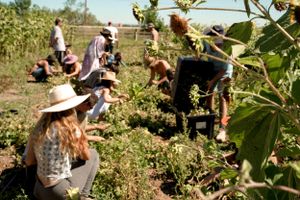 Community harvest day with people gathering crops in a sunny garden setting.