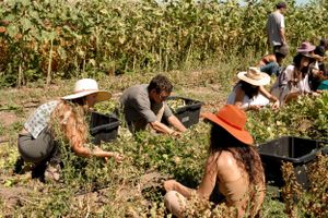 Group harvesting vegetables in a sunny garden with black collection bins.