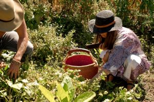 People harvesting vegetables into red basket among garden plants.