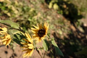 Beautiful yellow sunflowers in soft focus against a natural outdoor background.