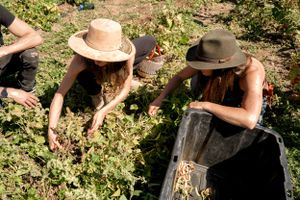 People in sun hats working together to harvest crops in a garden.