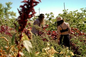 People harvesting in a garden filled with vibrant red amaranth plants under blue sky.